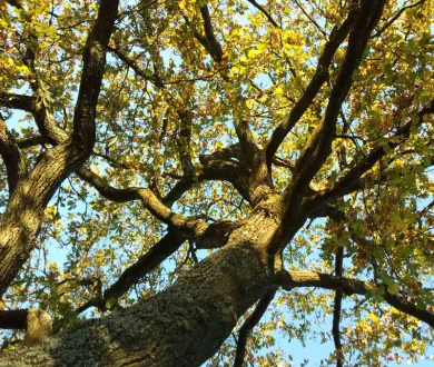 M&A Unternehmensberatung - Investoren aus Stiftungen